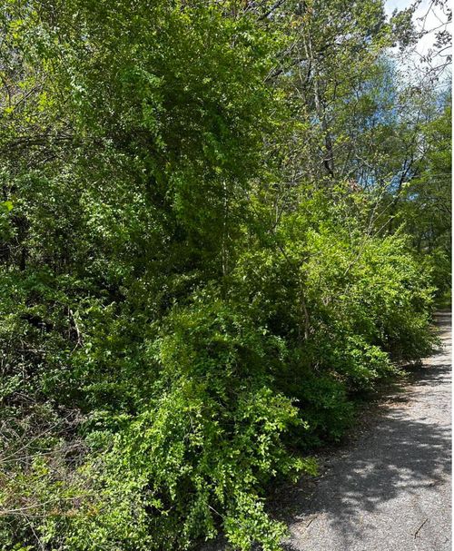517 Druid Ln, Chattanooga, TN, 37405-4039 | Card Image
