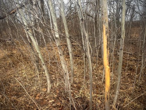 2022 Dixon Line, Finlayson, MN, 55735-4151 | Card Image