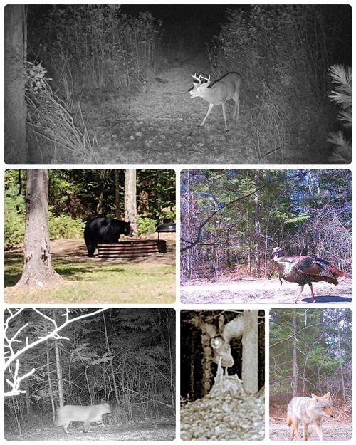 000 Lund Rd Sw, Fife Lake, MI, 49633 | Card Image