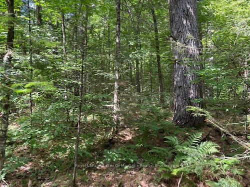 0 Forest Lake Rd, Sundridge, ON, P0A1Z0 | Card Image