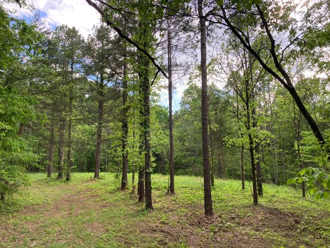 265 - 24265 S Mohawk Rd, Home with 0 bedrooms, 0 bathrooms and null parking in Mohawk TN | Image 13