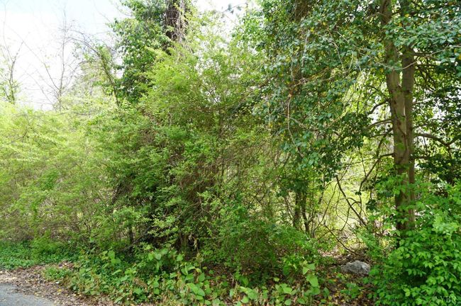 0 Marshall St, Home with 0 bedrooms, 0 bathrooms and null parking in Brookneal VA | Image 4