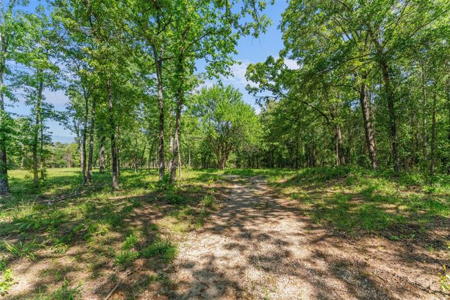 View of road with a view of trees | Image 4