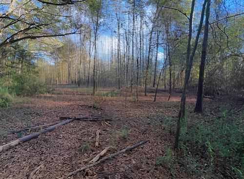 TBD County Road 317 S, Henderson, TX, 75654 | Card Image