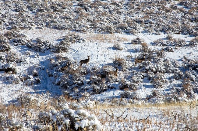 Mule Deer on Property | Image 19