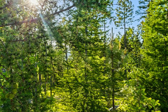 62 Trails End Ct, Home with 0 bedrooms, 0 bathrooms and null parking in Bigfork MT | Image 27