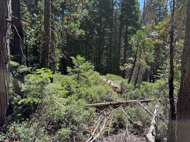 Land in Strawberry Valley 4