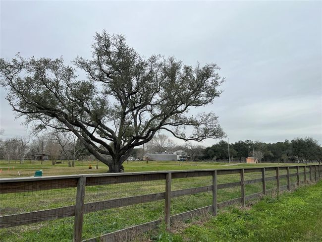 This gorgeous tree is right beside your driveway on the neighbor's property so you can enjoy its' beauty as you come and go. You can see people take care of their property. | Image 13