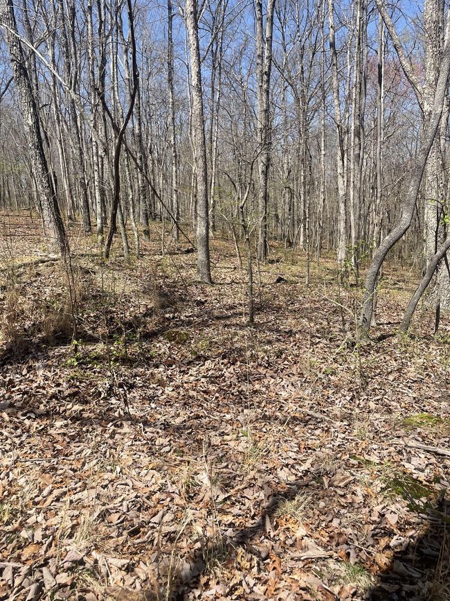 0 Quintard Rd, Home with 0 bedrooms, 0 bathrooms and null parking in Sewanee TN | Image 4