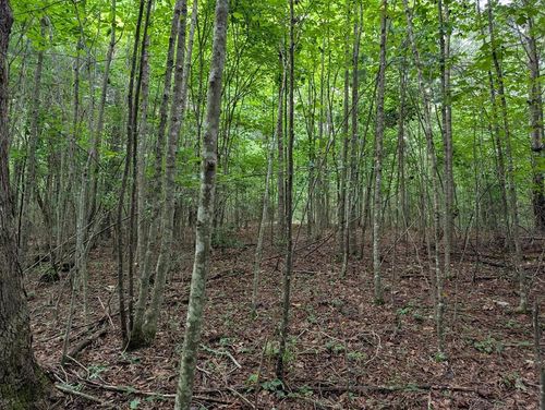 Lot 14 Pine Grove Drive, Epworth, GA, 30541 | Card Image