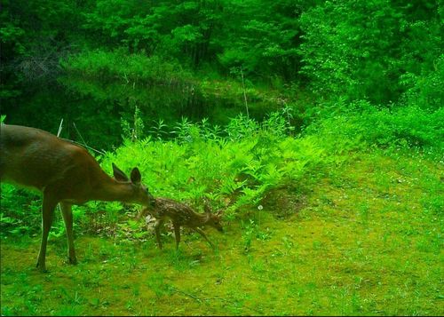 147 Kaulback Rd, Sanbornton, NH, 03269-2812 | Card Image