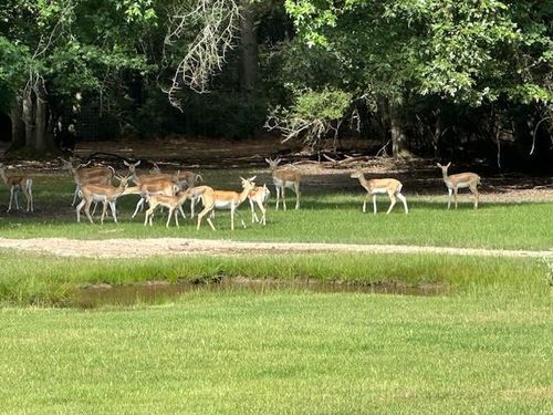 1335 County Road 131, Centerville, TX, 75833 | Card Image