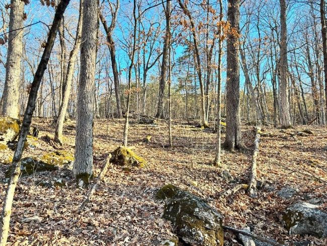 View of nature featuring a wooded view | Image 11