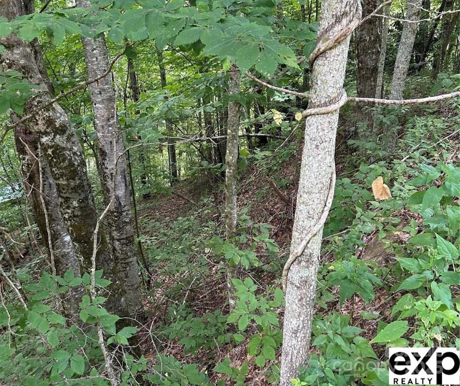 Land in Maggie Valley 3