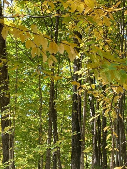 tract-4050-ON David Rd, Tomahawk, WI, 54487 | Card Image