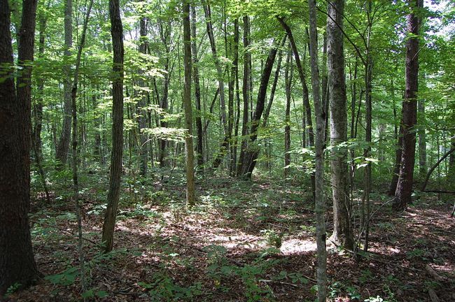10 Laurel Brook Rd, Home with 0 bedrooms, 0 bathrooms and null parking in Dunlap TN | Image 7