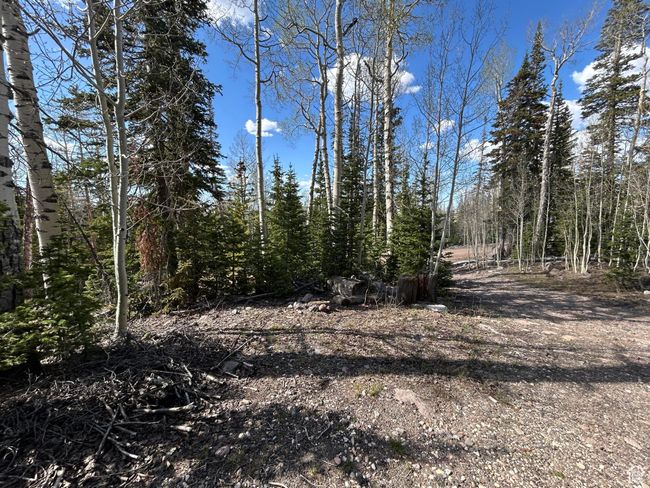View of wooded area | Image 6