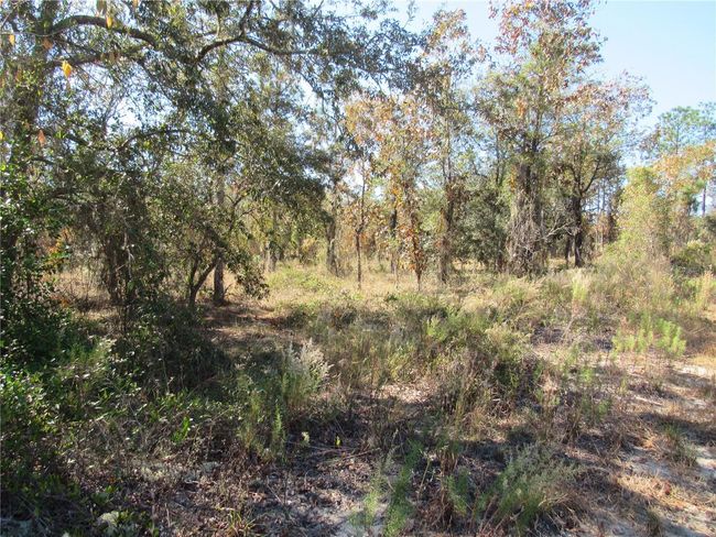 Purchase This Beautiful One-Acre (.99) Home Site Now For Your Florida Dream Home Or Just Hang On To it! Located In Rainbow Lakes Estates In Dunnellon, FL! | Image 2