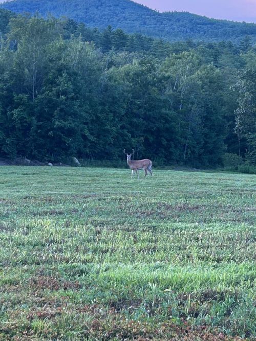 Map 7 Lot 1, 298 Battle Street, Webster, NH, 03303 | Card Image