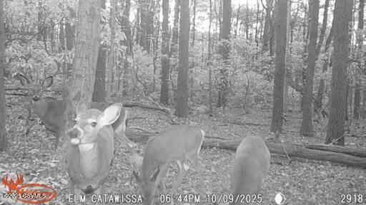 Land in Catawissa 3