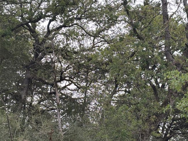 beautiful tree canopy | Image 7