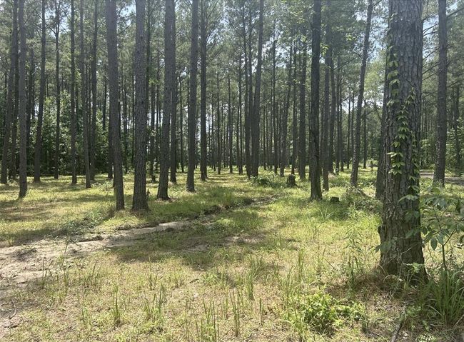 185 Forrest Rd, Home with 0 bedrooms, 0 bathrooms and null parking in Huntington TX | Image 12
