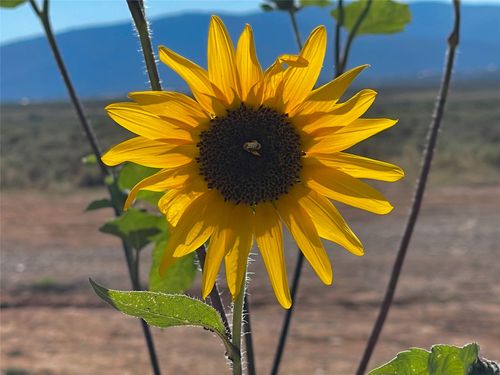 XX Rim Road Cb-115 (Parcel C Rancho Sabina Desgeorges, Taos, NM, 85717 | Card Image