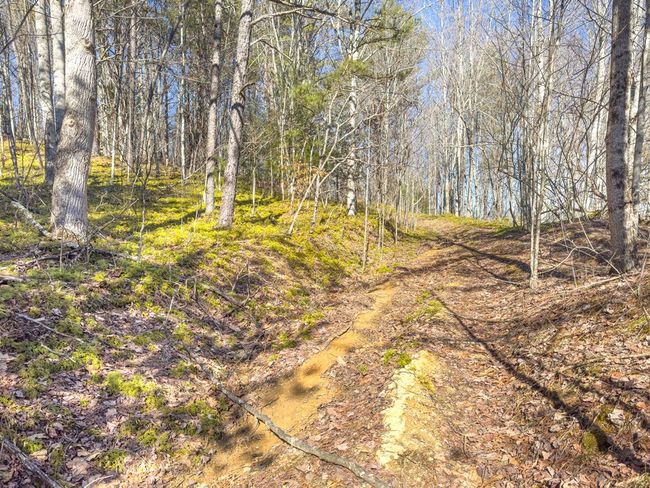 92 Acres Laurel Fork Rd, Home with 0 bedrooms, 0 bathrooms and null parking in Rocky Gap VA | Image 14