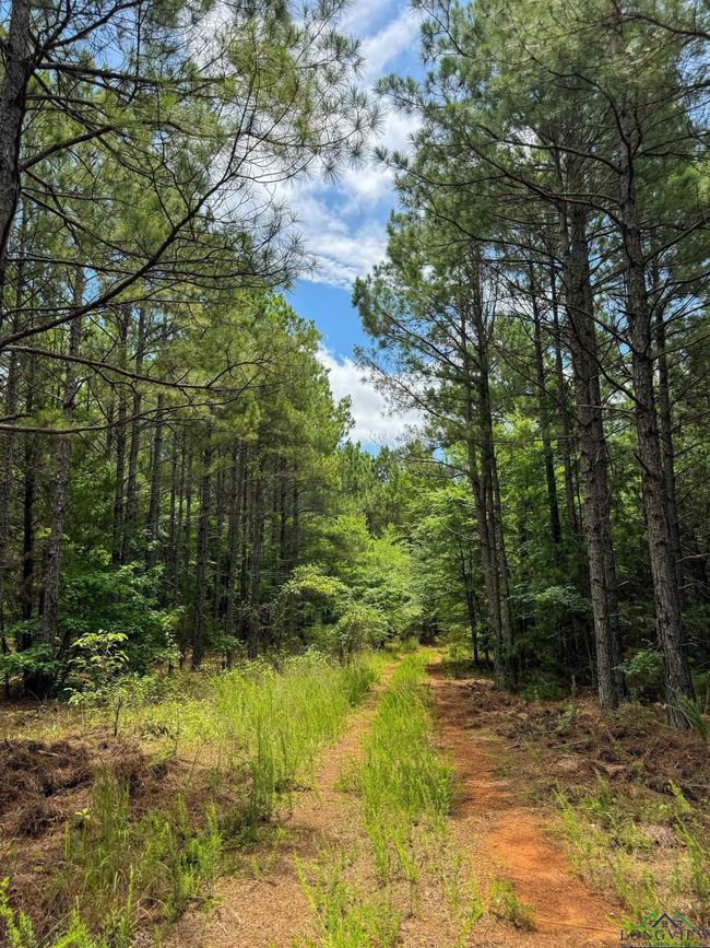 0000 Fm 3421, Home with 0 bedrooms, 0 bathrooms and null parking in Lone Star TX | Image 22