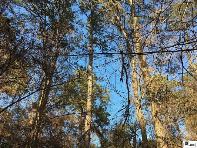 000 Highway 15, Home with 0 bedrooms, 0 bathrooms and null parking in Downsville LA | Image 15