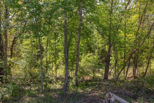 View of nature with a wooded view | Image 39
