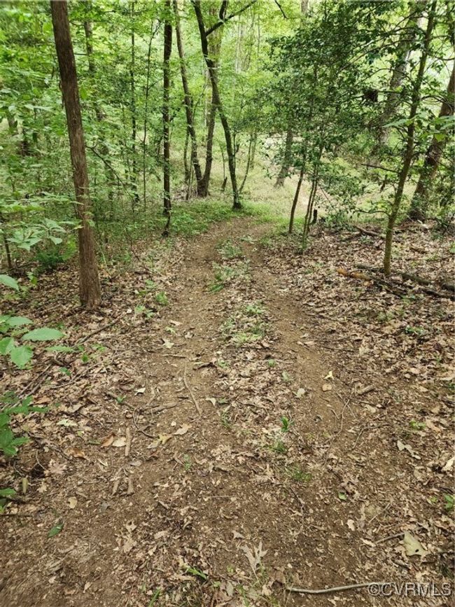 View of local wilderness | Image 7