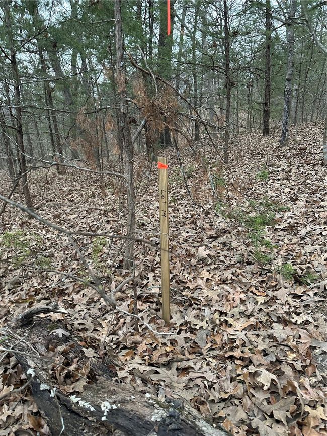 View of local wilderness | Image 14