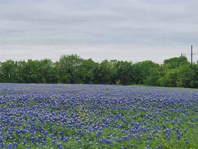 Breathtaking blanket of bluebonnets in the spring! | Image 11