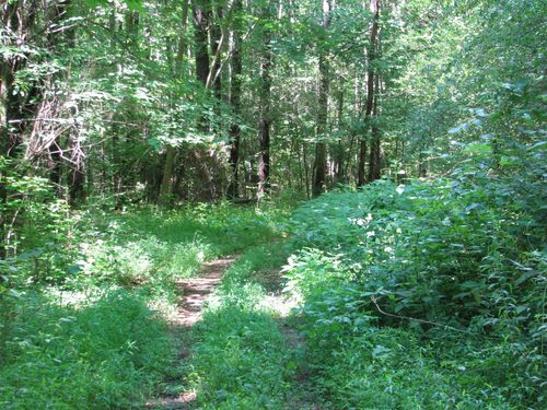 0 Matthews Hollow Rd, Waverly, TN, 37185 | Card Image