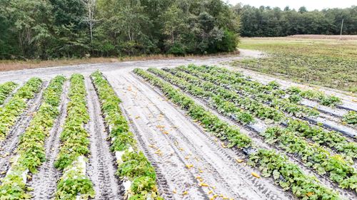 0000 Chavis Rd, Blackville, SC, 29817 | Card Image