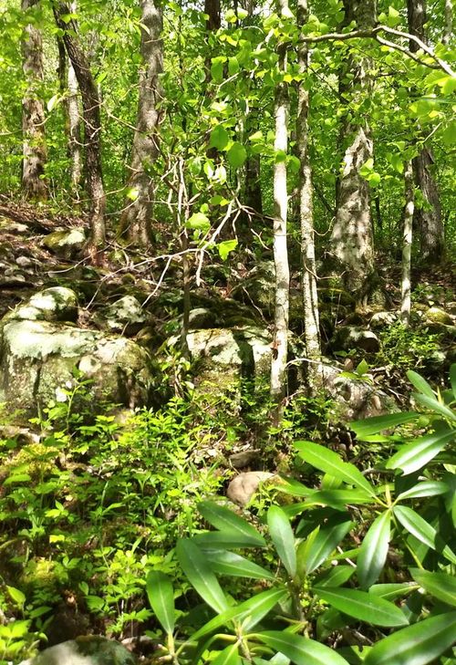 Lot 48 Buckeye Ln, Wilder, TN, 38589 | Card Image