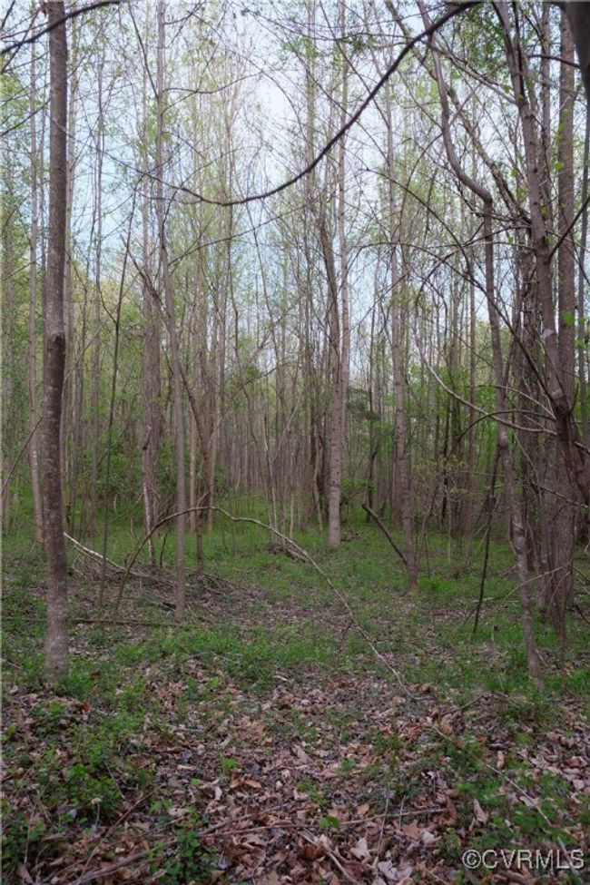 View of landscape featuring a forest view | Image 6