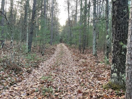 V/L Forest Service 8433/Pomeroy Sp, Irons, MI, 49644 | Card Image