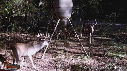 3061 Canyon Ranch Rd, Palo Pinto, TX, 76484-3166 | Card Image