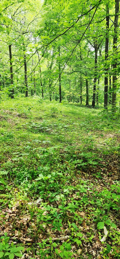 0 Scenic Rd, Normandy, TN, 37360 | Card Image