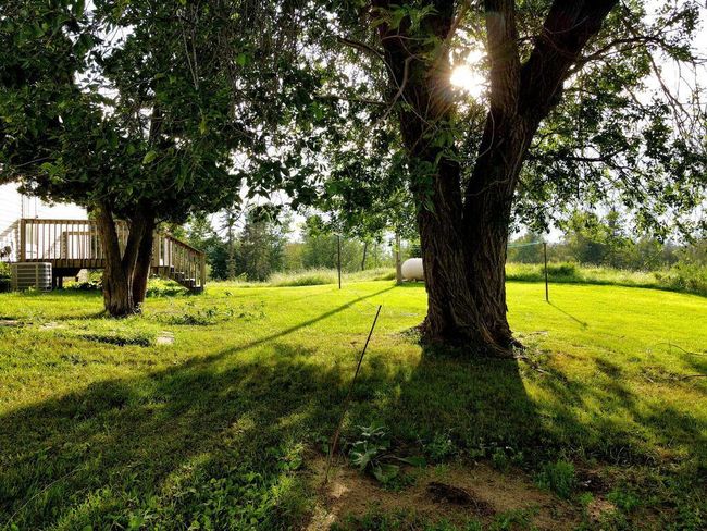 Large trees in the backyard | Image 22