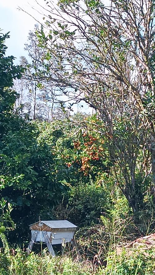 16-1272 3 Rd, Kurtistown, HI, 96760 | Card Image