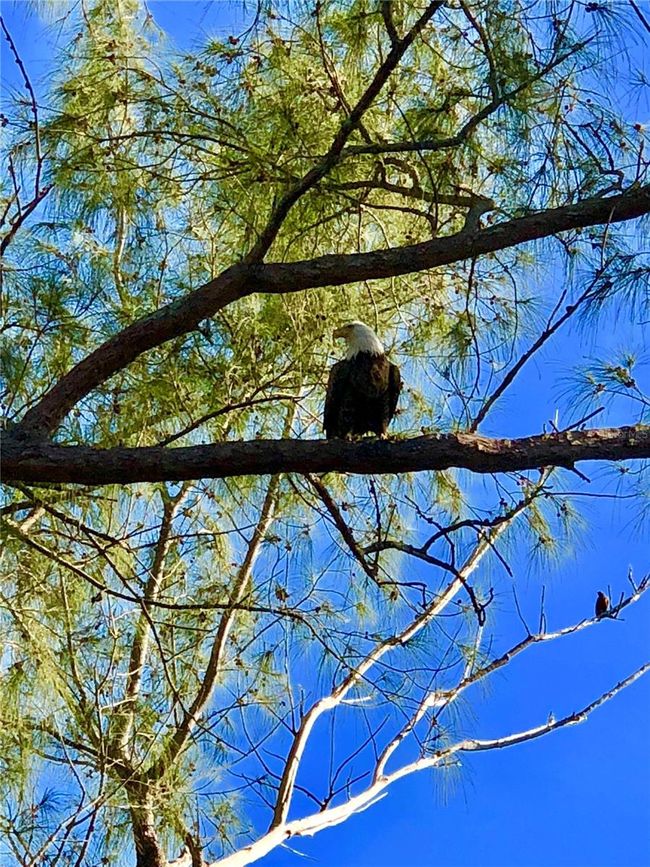 Bald eagle | Image 48