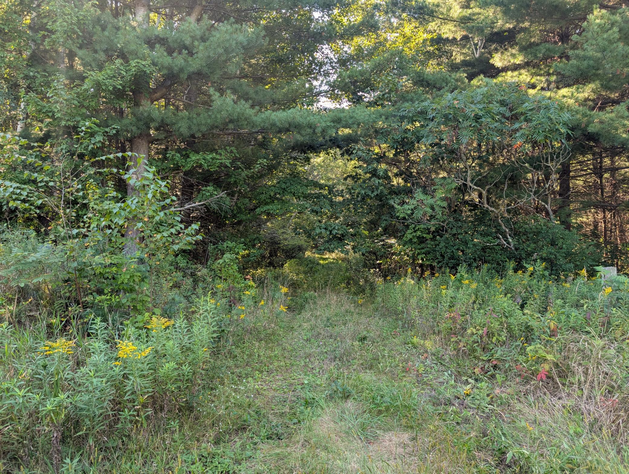 Land in Clayton 2