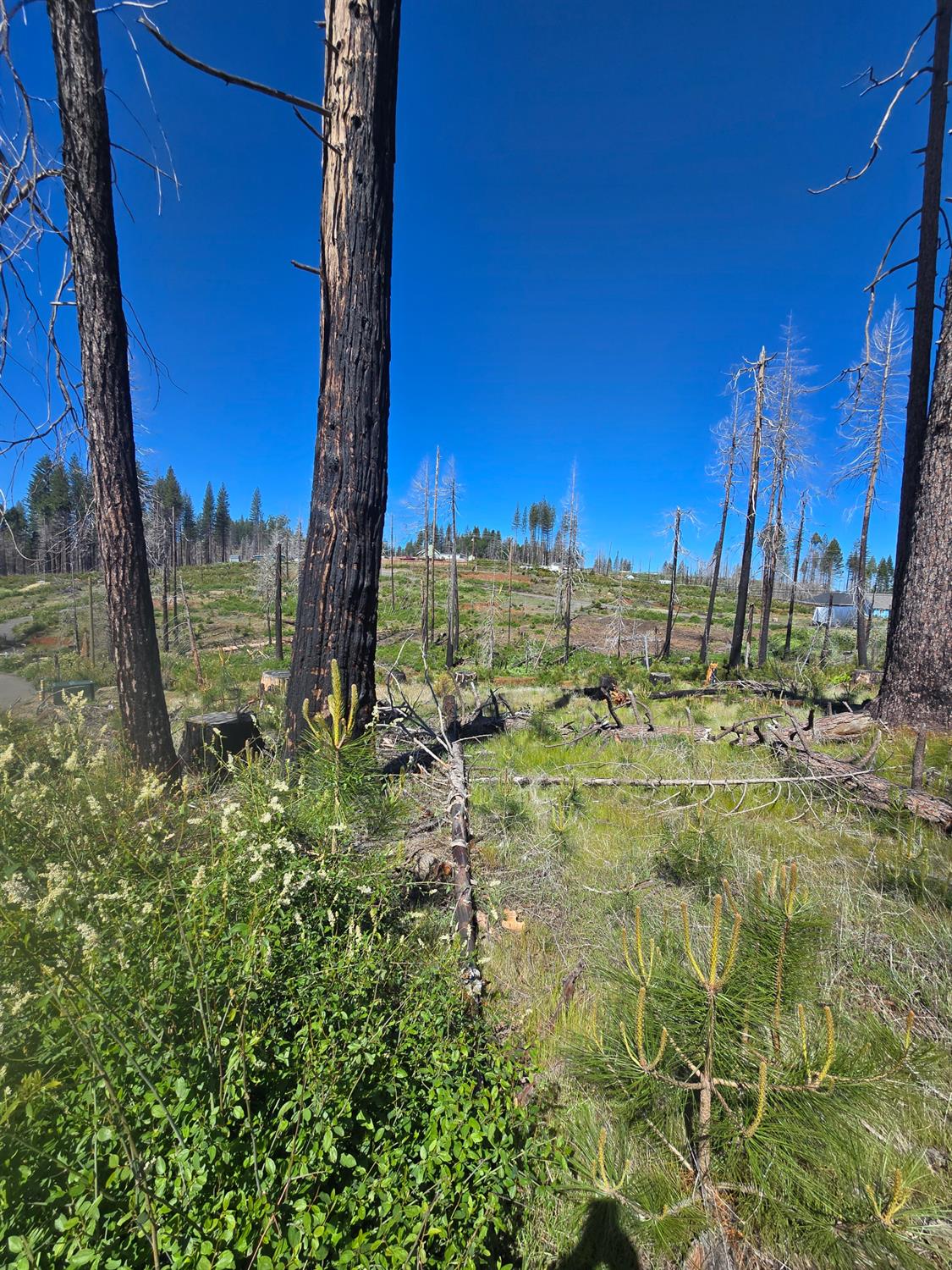 Land in Grizzly Flats 3