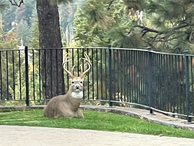 Neighbor | Image 59