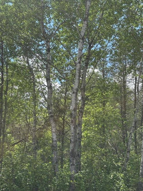lot-4-jns-ON Cth Y, Tomahawk, WI, 54457 | Card Image