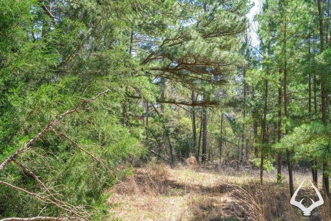 2 E Fm 323, Home with 0 bedrooms, 0 bathrooms and null parking in Palestine TX | Image 20
