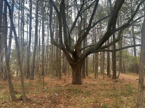 2437 Cape Rd, Johns Island, SC, 29455-4436 | Card Image